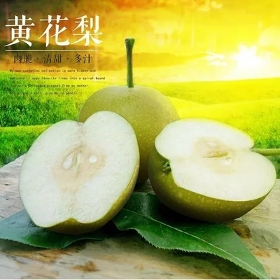 纳尼！贫困户种出了“金砖梨”？！