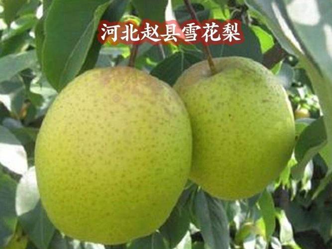 全国哪里的梨最好吃？这10种口碑名梨，一定有你的家乡味